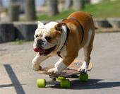 Skejtboardujúci sa bulldog.jpg